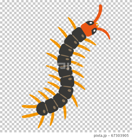 ムカデのイラストレーション 67303905