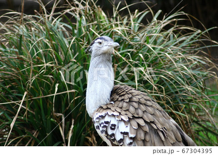 Kori Bustard  (Ardeotis kori) 67304395