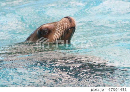 harbor seal  (Phoca vitulina) 67304451