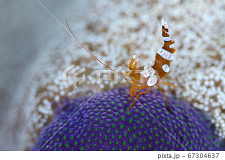イソギンチャクモエビ 67304637