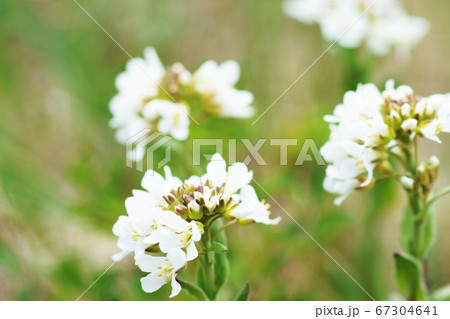 浜辺の花”ハマハタザオ” 浜辺の花”ハマハタザオ” 67304641