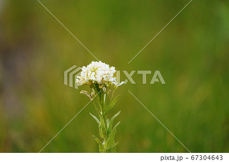 浜辺の花”ハマハタザオ” 浜辺の花”ハマハタザオ” 67304643