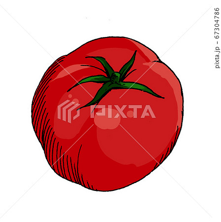 トマト カラー イラストのイラスト素材 [67304786] - PIXTA