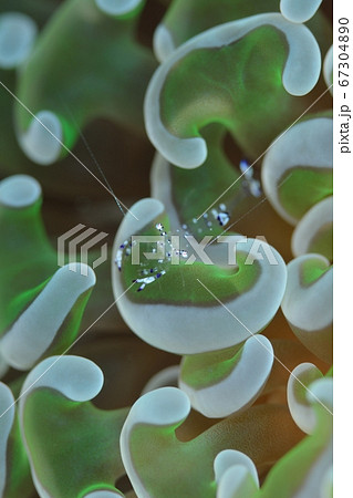 ニセアカホシカクレエビ 67304890