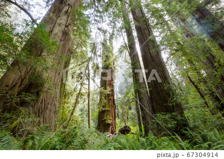 Sequoia Sequoia 67304914