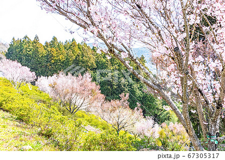 色鉛筆 桜満開 春爛漫 斜面 春 のイラスト素材