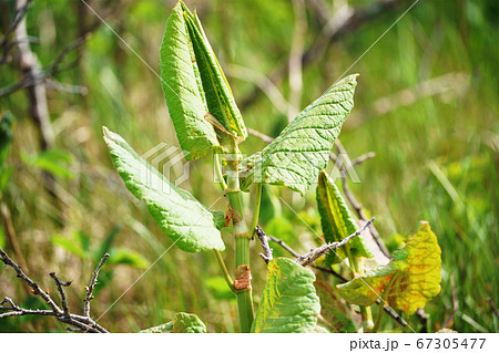 オオイタドリ オオイタドリ 67305477