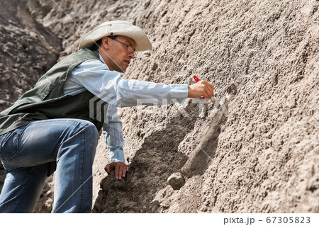paleontologist discovered fossil bone and cleans paleontologist discovered fossil bone and cleans 67305823