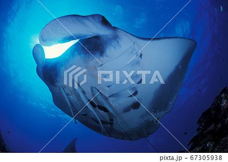 マンタ 67305938
