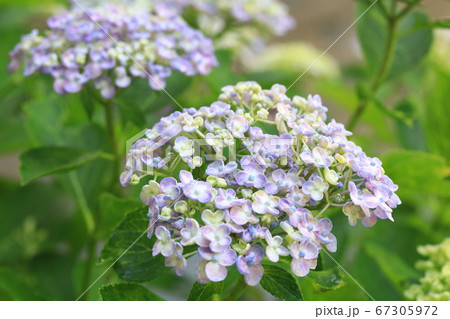 紫陽花8099 紫陽花8099 67305972