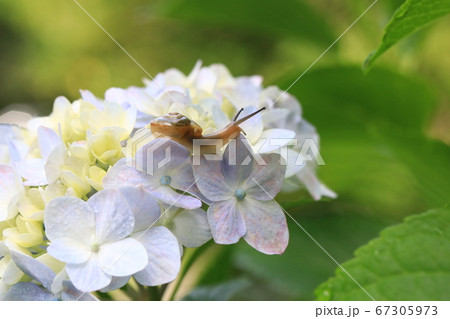 カタツムリ紫陽花8078 カタツムリ紫陽花8078 67305973