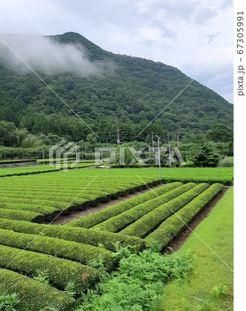 《神奈川県》　山と茶畑の風景 67305991