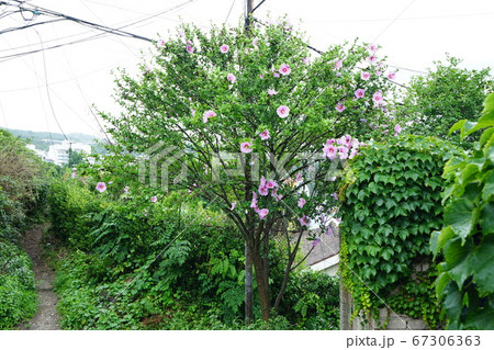 ジャカランダ 唐辛子 か 67306363