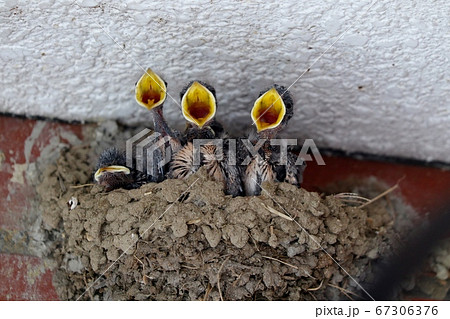 子育て中の燕「ツバメ&ヒナ」パン屋の店先 子育て中の燕「ツバメ&ヒナ」パン屋の店先 67306376