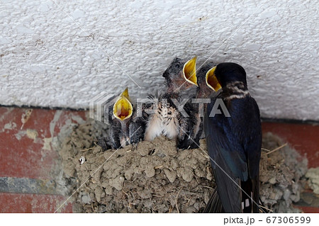 子育て中の燕「ツバメ&ヒナ」パン屋の店先 子育て中の燕「ツバメ&ヒナ」パン屋の店先 67306599