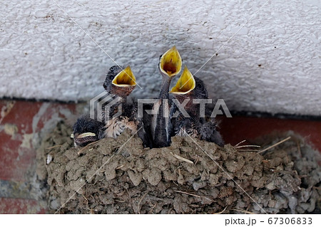 子育て中の燕「ツバメ&ヒナ」パン屋の店先 子育て中の燕「ツバメ&ヒナ」パン屋の店先 67306833