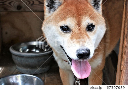 暑くて舌を出す柴犬 67307089
