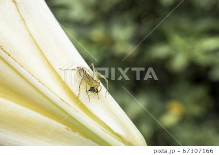 虫を咥えた蜘蛛／ササグモの捕食 67307166