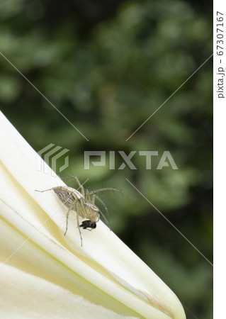 餌をとらえた蜘蛛／ササグモの捕食 67307167