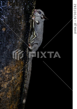 フクロモモンガ オーストラリア フクロモモンガ オーストラリア 67307282