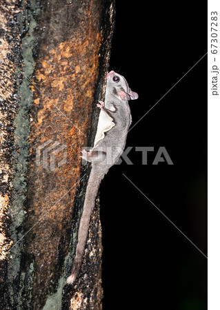 フクロモモンガ オーストラリア  67307283