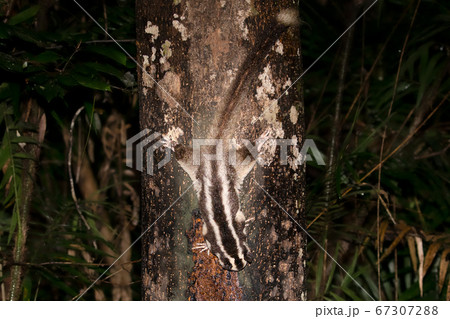 フクロモモンガ オーストラリア  67307288