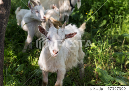 White little goat looks at the camera. 67307300