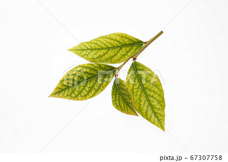 白い背景にブルーベリーの葉 白い背景にブルーベリーの葉 67307758