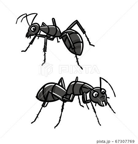 虫_アリ 67307769