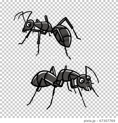 昆蟲_螞蟻 67307769