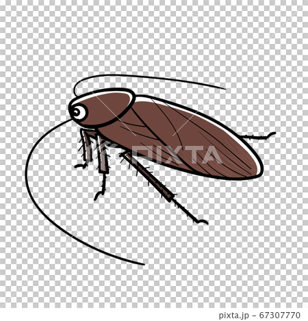 昆蟲蟑螂 67307770