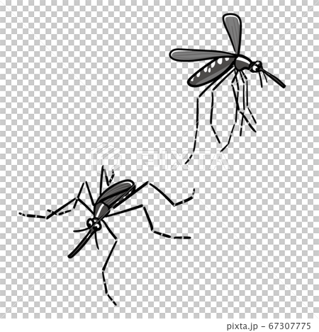 Insects_mosquito 67307775