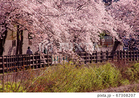 大阪豊中・千里川沿いの桜並木 67308207