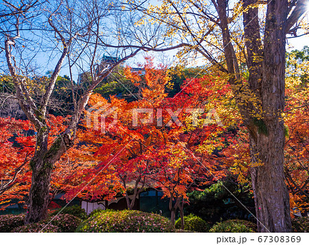 和歌山城 紅葉渓庭園の紅葉 67308369