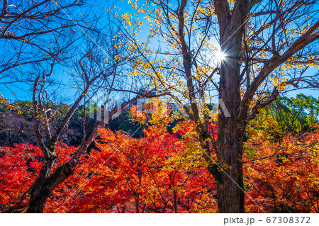 和歌山城 紅葉渓庭園の紅葉 67308372