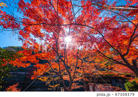 和歌山城 紅葉渓庭園の紅葉 67308379