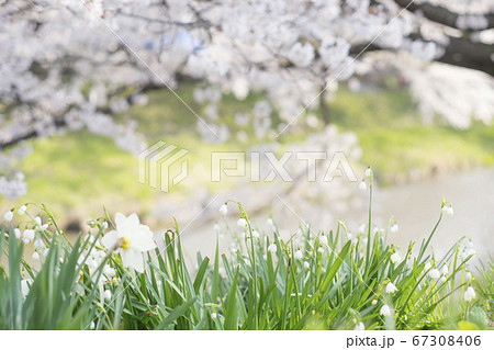 スノードロップと桜 スノードロップと桜 67308406