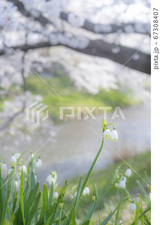 スノードロップと桜 スノードロップと桜 67308407