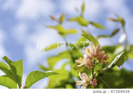 レモンの花と蕾と青空の写真素材