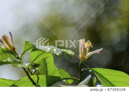 レモンの花と朝露がきらきら光る葉っぱ 67309106