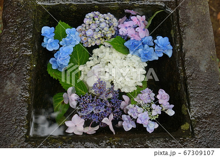 あじさいを浮かべた手水舎 67309107