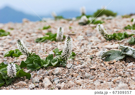 ユウバリソウ 67309357