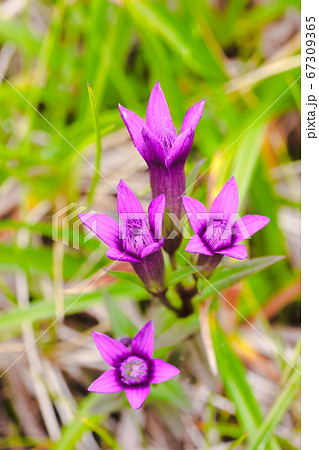 ユウバリリンドウ ユウバリリンドウ 67309365