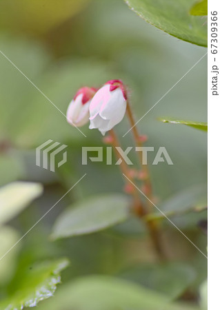 アカモノ 67309366