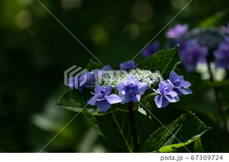 梅雨の晴れ間の日差しの中のアジサイ「城ケ崎」 67309724