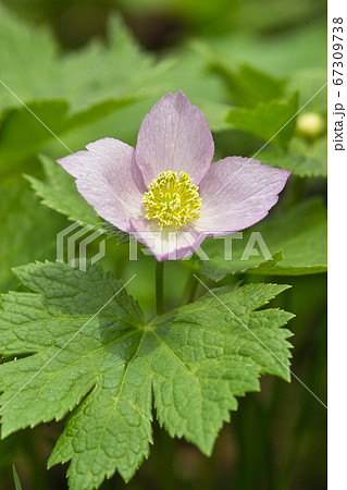 シラネアオイ 67309738