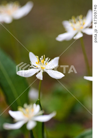 ミツバオウレンの写真素材