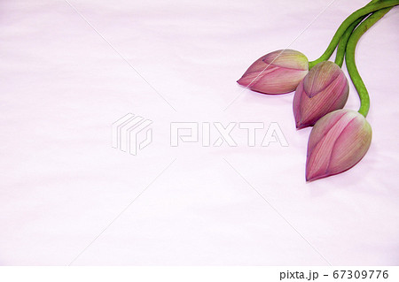 ハスの蕾 ピンク背景 ハスの蕾 ピンク背景 67309776