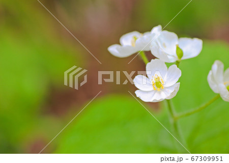 サンカヨウ 67309951