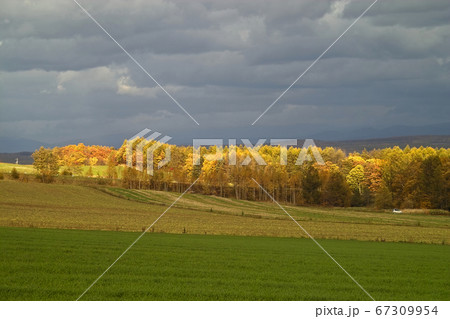 黄葉が進む富良野盆地 黄葉が進む富良野盆地 67309954